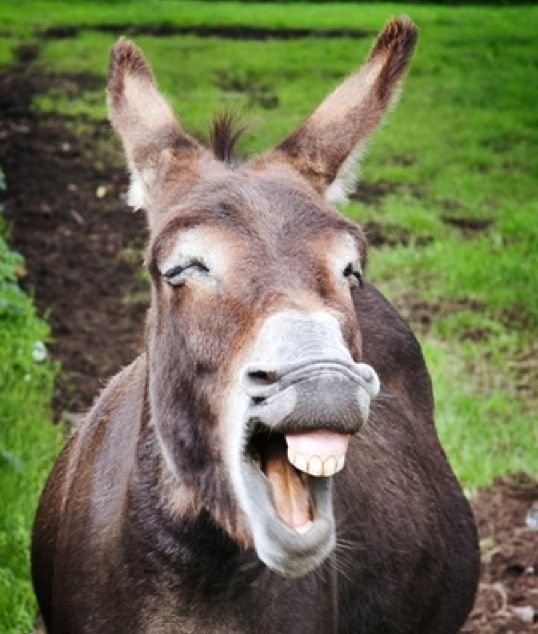 Smiling_Donkey.jpg